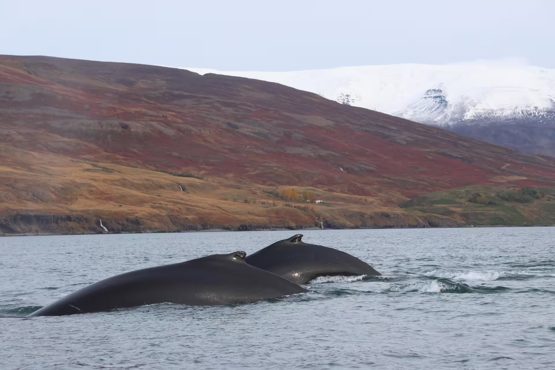 Two humpback whales surfacing near Akureyri with snow-capped mountains in background, Iceland