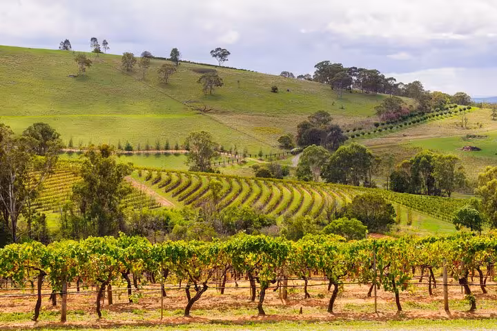 Vibrant vineyards stretch across rolling hills in Hunter Valley, ideal for private wine tasting tours.