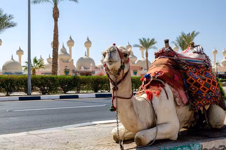 Camel resting by the road near Hurghada mosque domes, authentic stop on city tour with local market visit