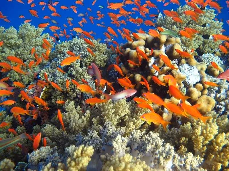 Vibrant coral reef with colorful fish swimming in the clear waters of Hurghada, ideal for an unforgettable snorkeling experience.