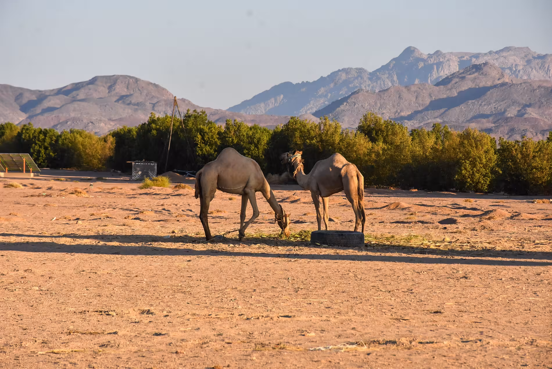 Two dromedary camels grazing in Hurghada desert with mountains and green trees in background at sunset