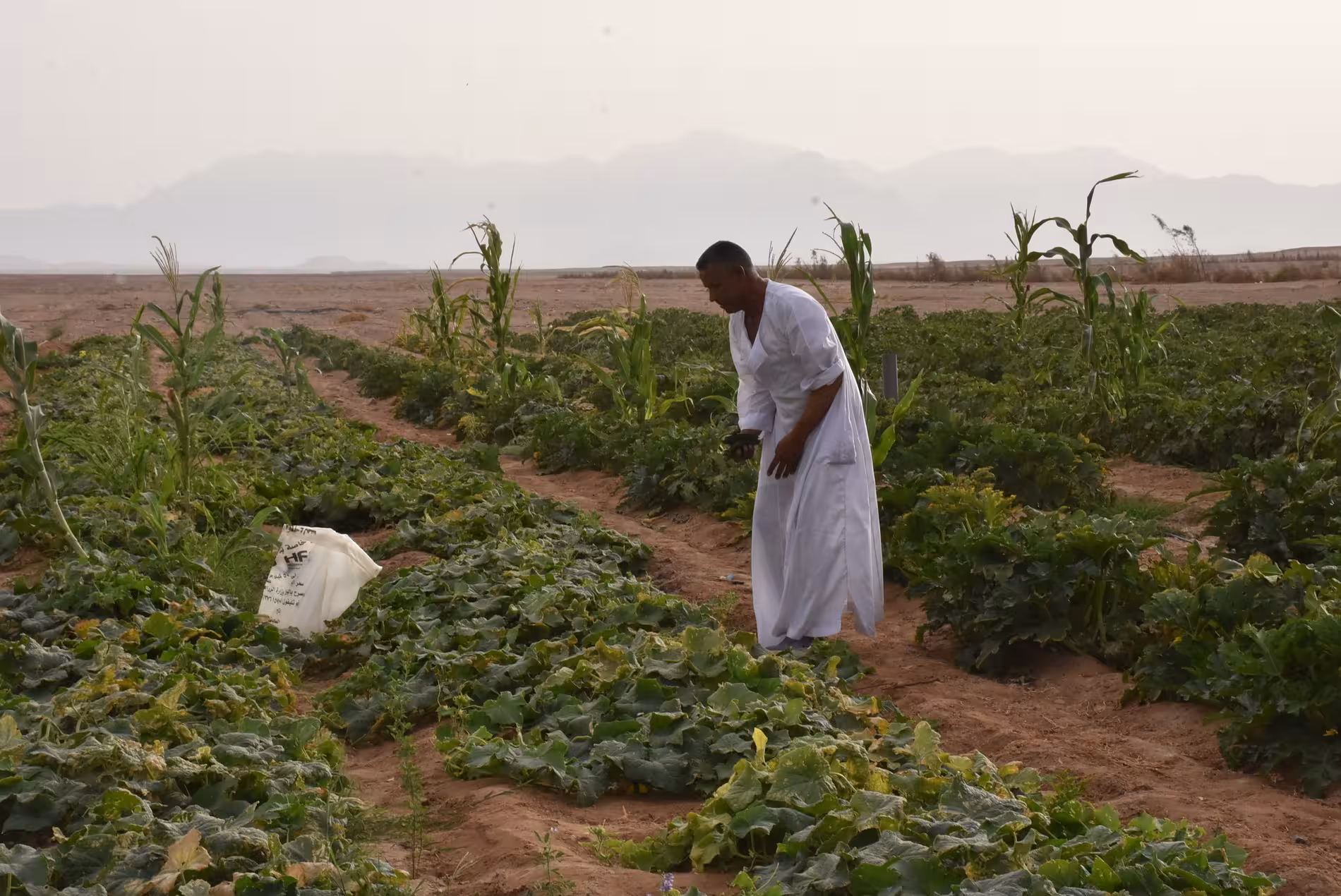 Local farmer tending crops in Hurghada desert landscape with mountains in background