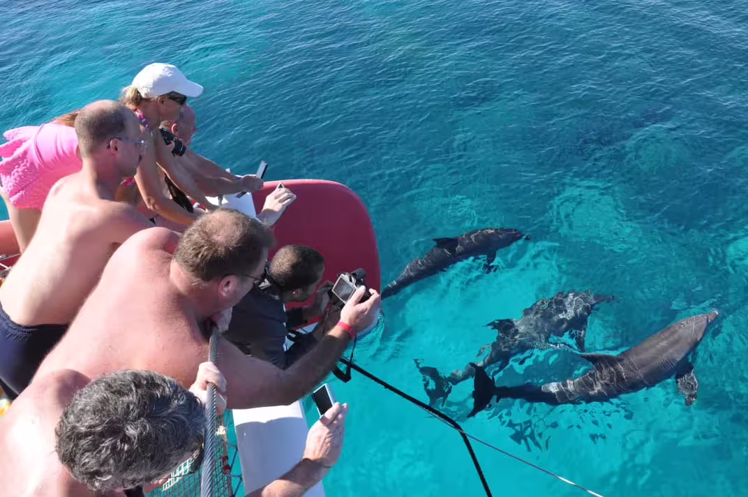 Guests photographing wild dolphins beside the boat in crystal-clear Red Sea water on Hurghada dolphin watching tour