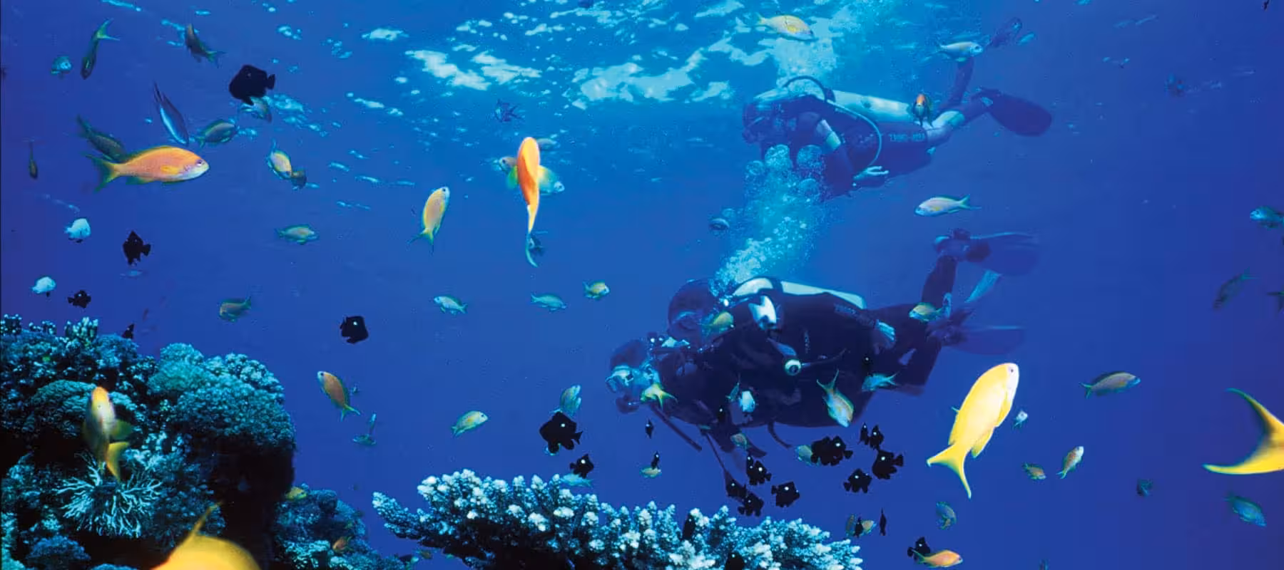 Scuba divers explore vibrant Red Sea coral reef and tropical fish near Hurghada on an Eden Island day tour
