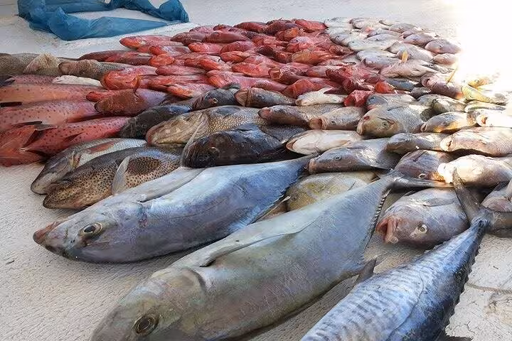Fresh Red Sea catch laid on deck after Hurghada fishing tour, including snapper, grouper and tuna