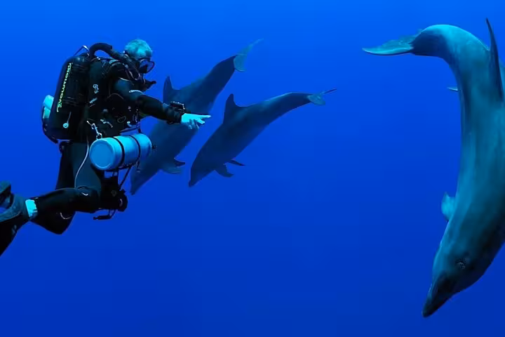 Hurghada Red Sea scuba diving with dolphins, full-day sea trip including lunch on boat and hotel transfers