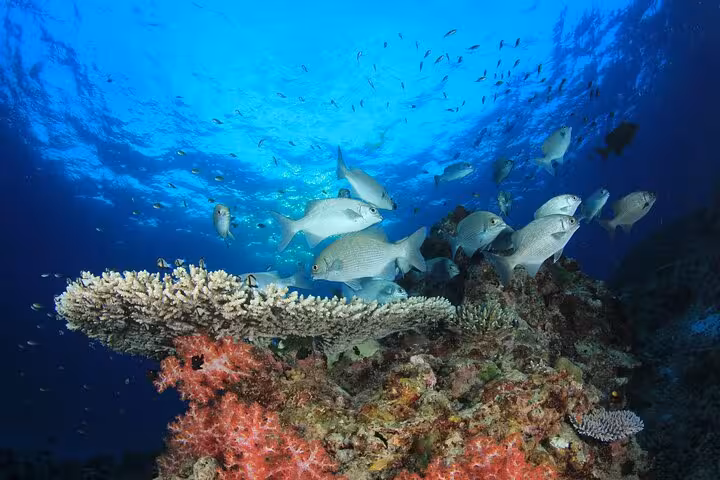 Red Sea coral reef and schooling fish on a Hurghada scuba diving tour for beginners and certified divers