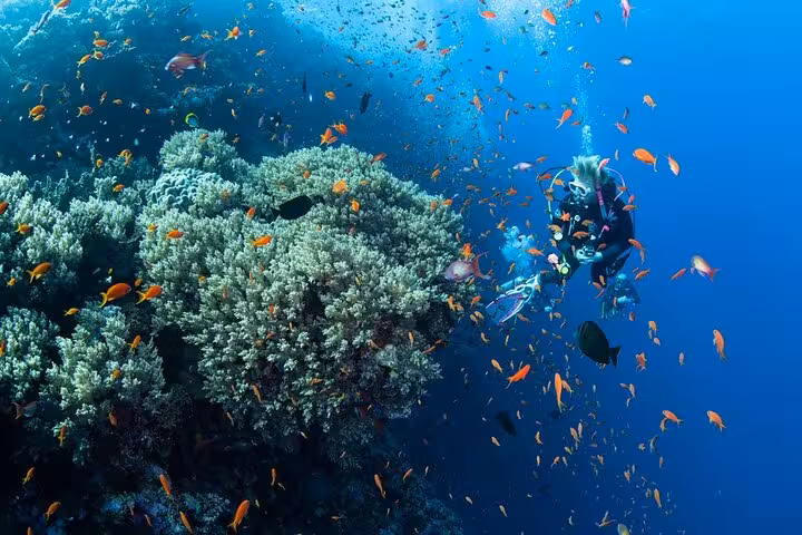 Hurghada scuba diving sea trip exploring Red Sea coral reef with tropical fish, lunch and transfer included