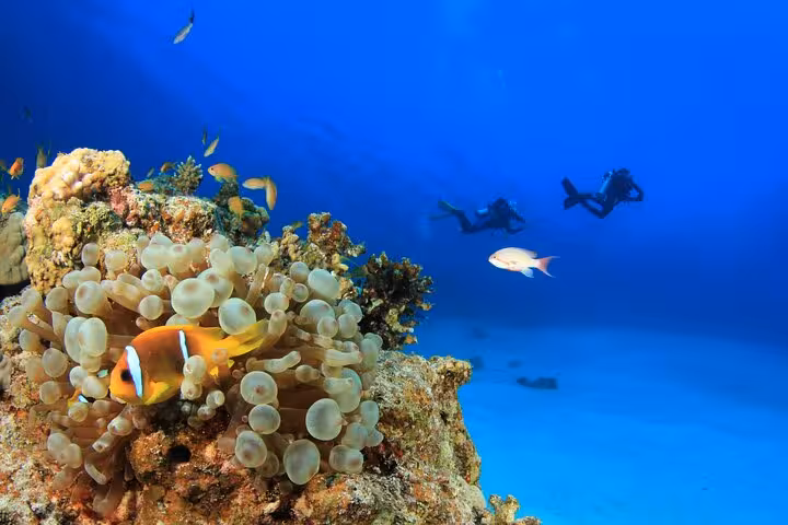 Red Sea scuba divers near Hurghada reef with clownfish in anemone, ideal for beginner dive trips