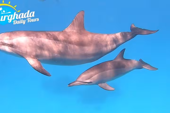 Hurghada speedboat dolphin tour in the Red Sea, underwater view of mother and calf dolphins swimming