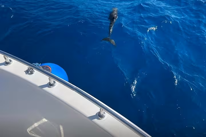 Dolphin swimming beside the VIP yacht in Hurghada Red Sea on an elite cruise with buffet lunch onboard