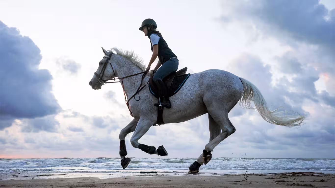 Rider galloping a white horse on Hurghada beach by the Red Sea, guided seaside horseback riding tour in Egypt