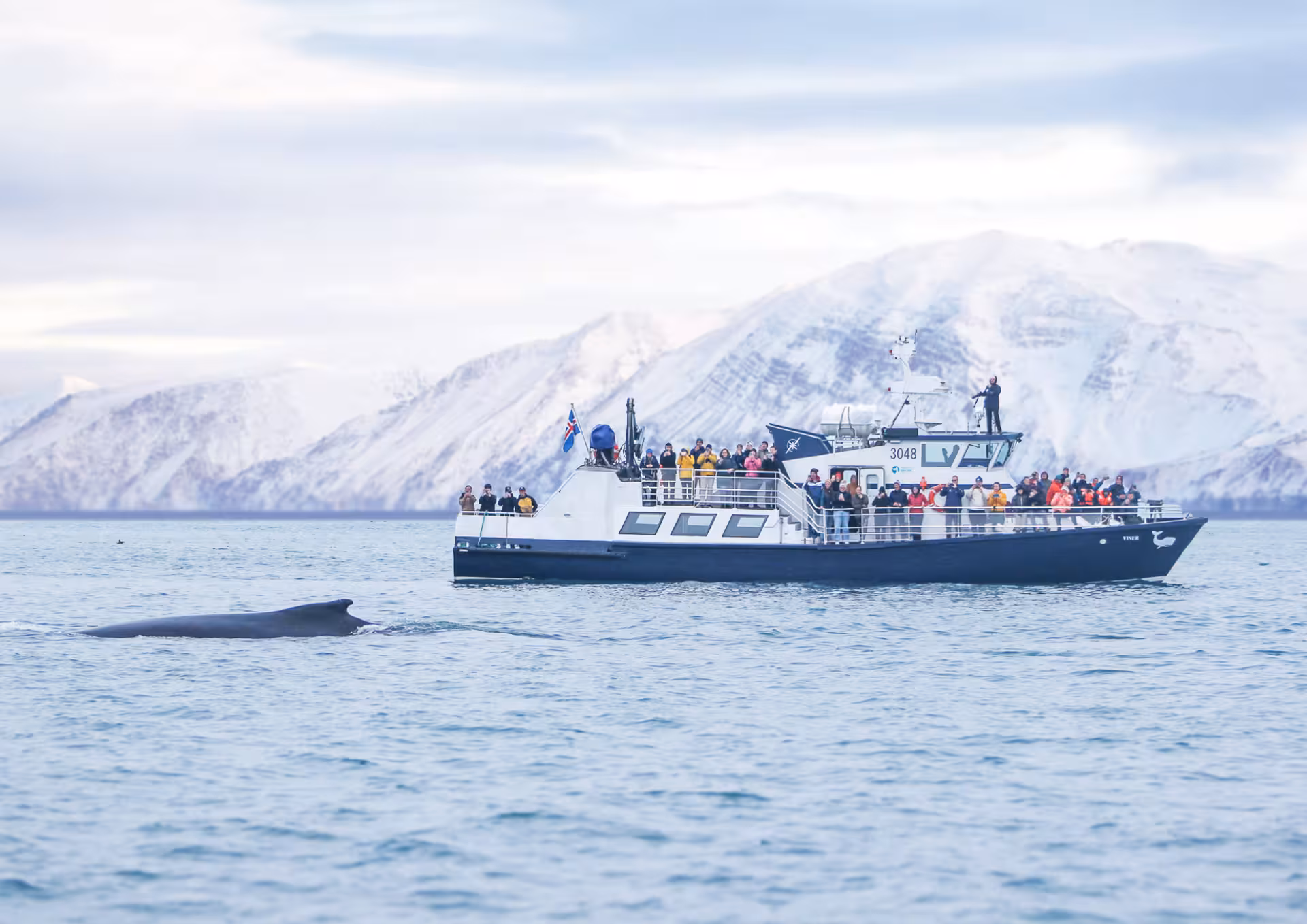 Family-run Húsavík whale watching boat with passengers viewing a whale near snowy mountains in Skjálfandi Bay