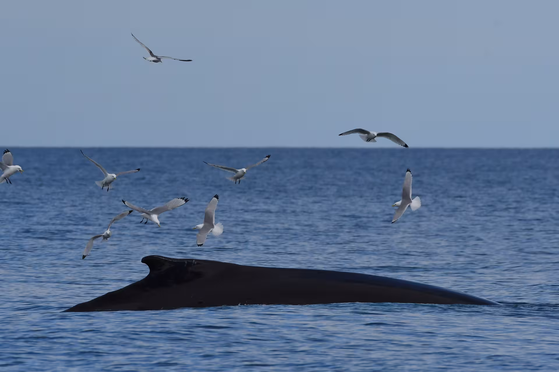 Surfacing whale with seabirds over Skjálfandi Bay on a family-run, locally owned Húsavík whale watching trip
