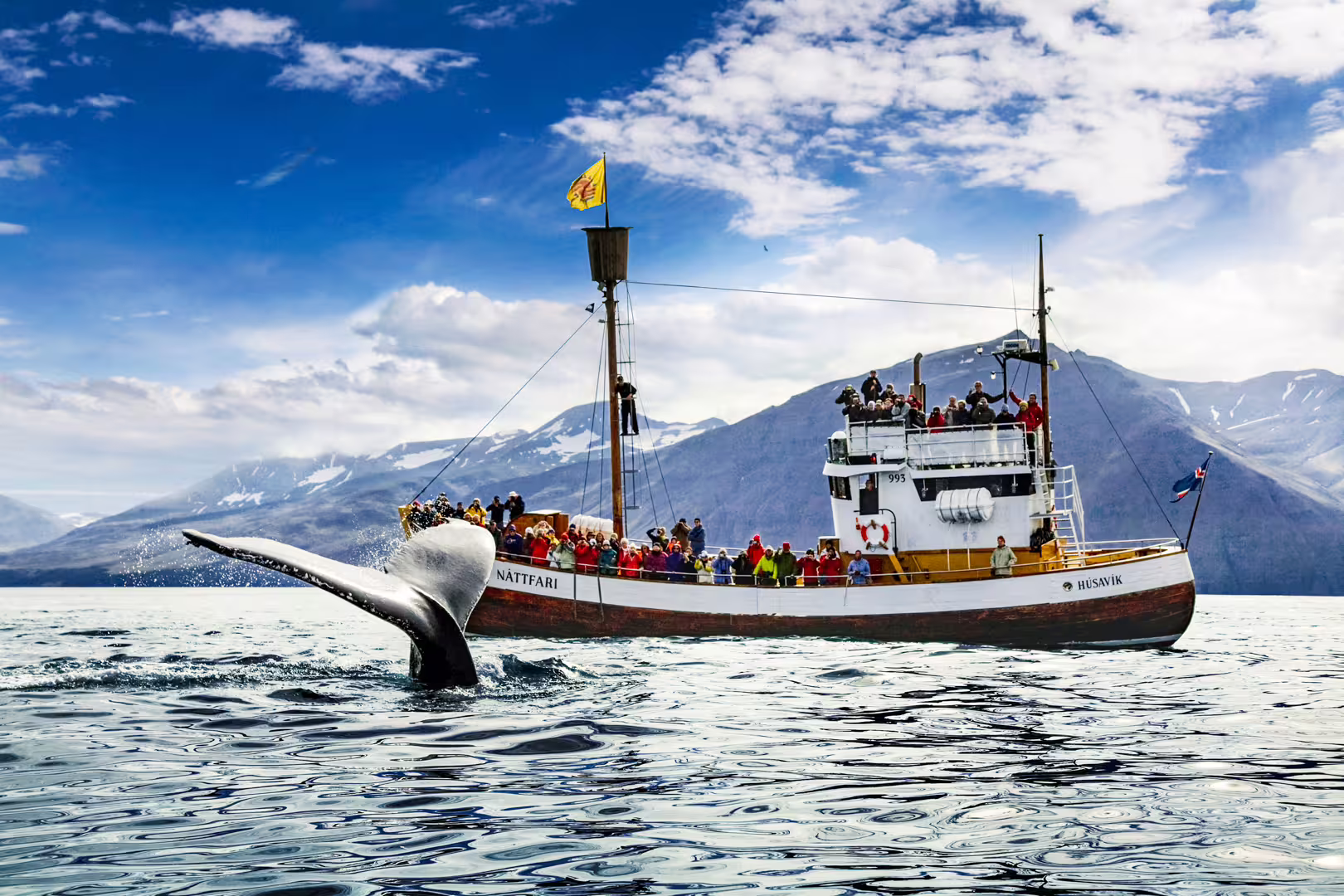 Whale tail breaches near a boat full of tourists during a Húsavík Original Whale Watching tour in Iceland's scenic bay.