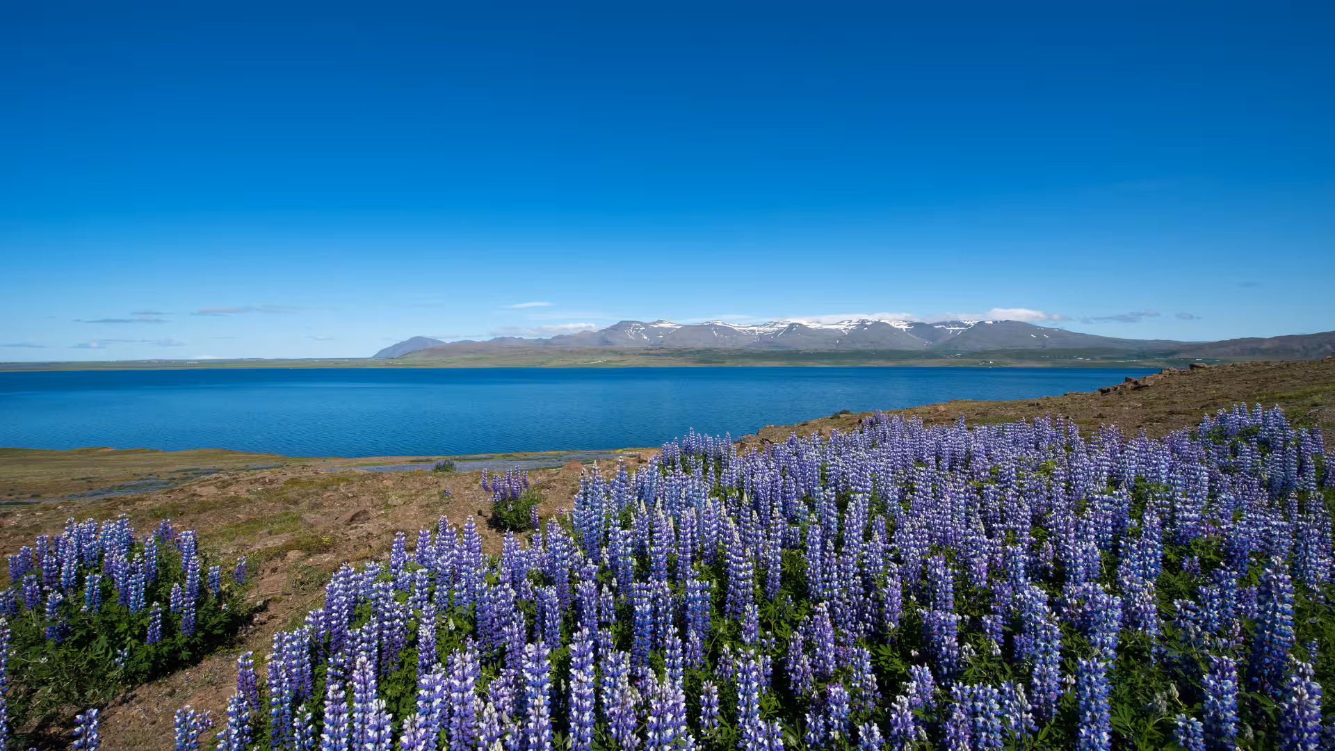 Lupine blooms by blue Hvalfjörður fjord with distant mountains, Iceland scenic fjord blast day tour from Reykjavik