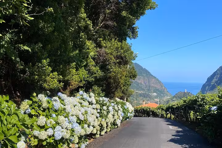 Hydrangea-lined coastal road in West Madeira, scenic stop on Fanal Forest skywalk and lava pools 4x4 tour