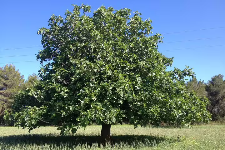 Lush Mediterranean tree in Ibiza countryside meadow, scenic stop on island bus tour with official guide
