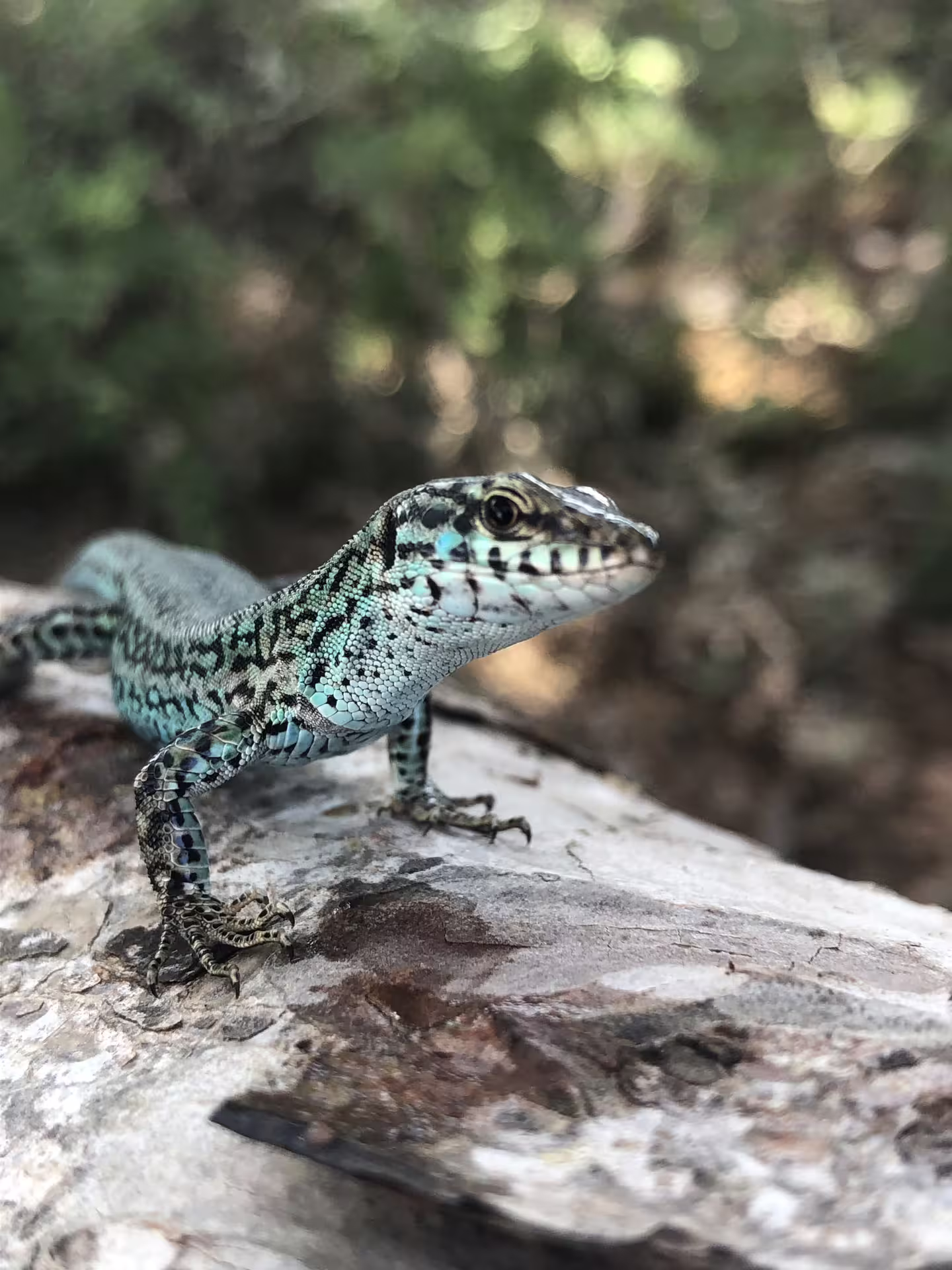 Close-up of an Ibiza lizard on rock in nature, seen on the Ibiza bus tour with fast ferry and official guide
