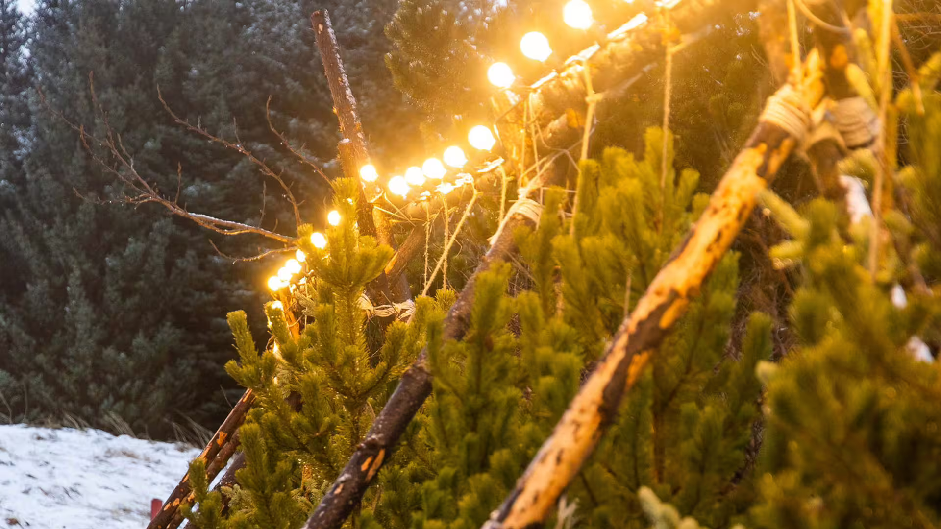 String lights glowing over fresh green pine trees dusted with snow at an Icelandic Christmas market