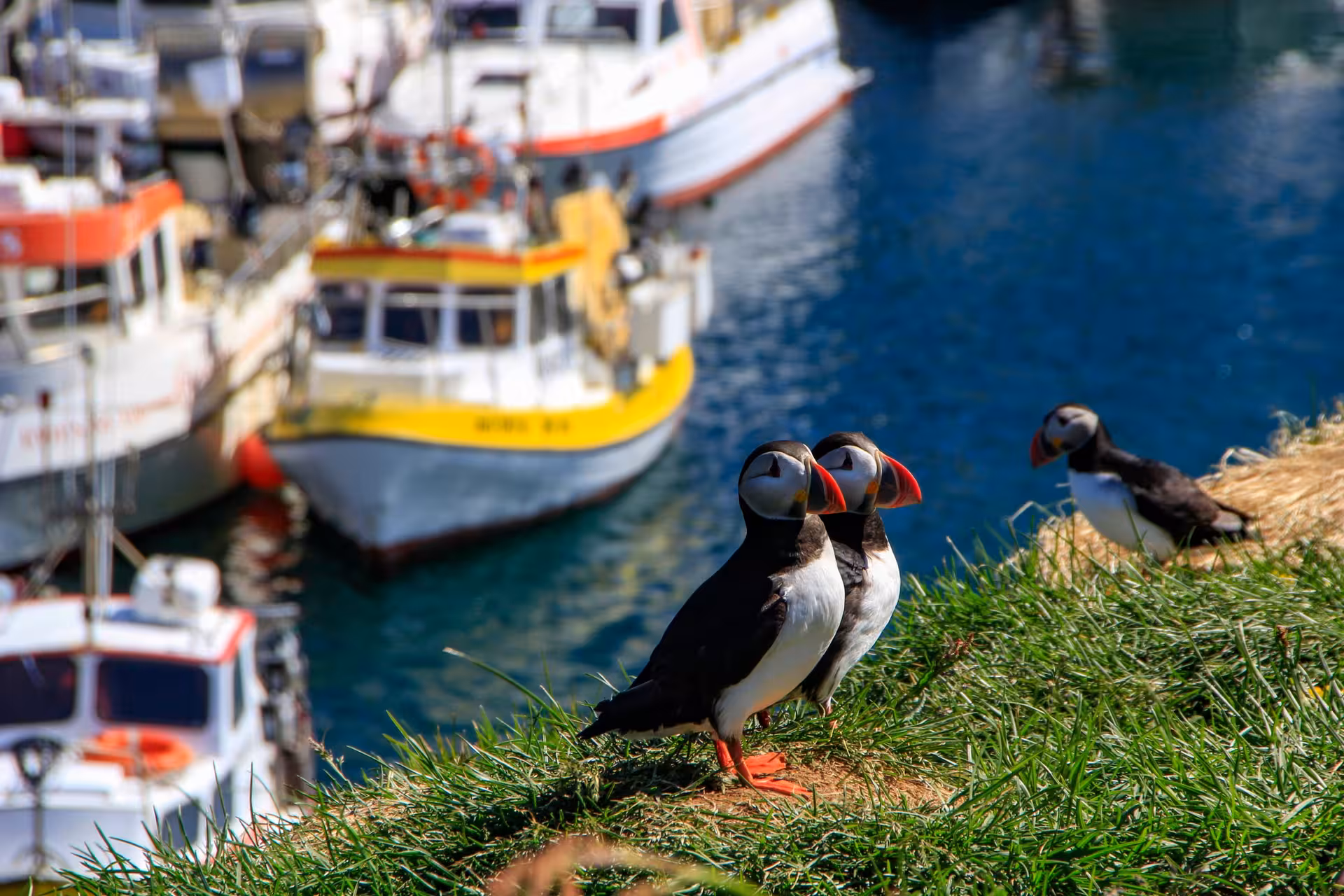 Puffins perched on a grassy cliff with colorful fishing boats docked in the harbor, a highlight of the Iceland Circle tour.