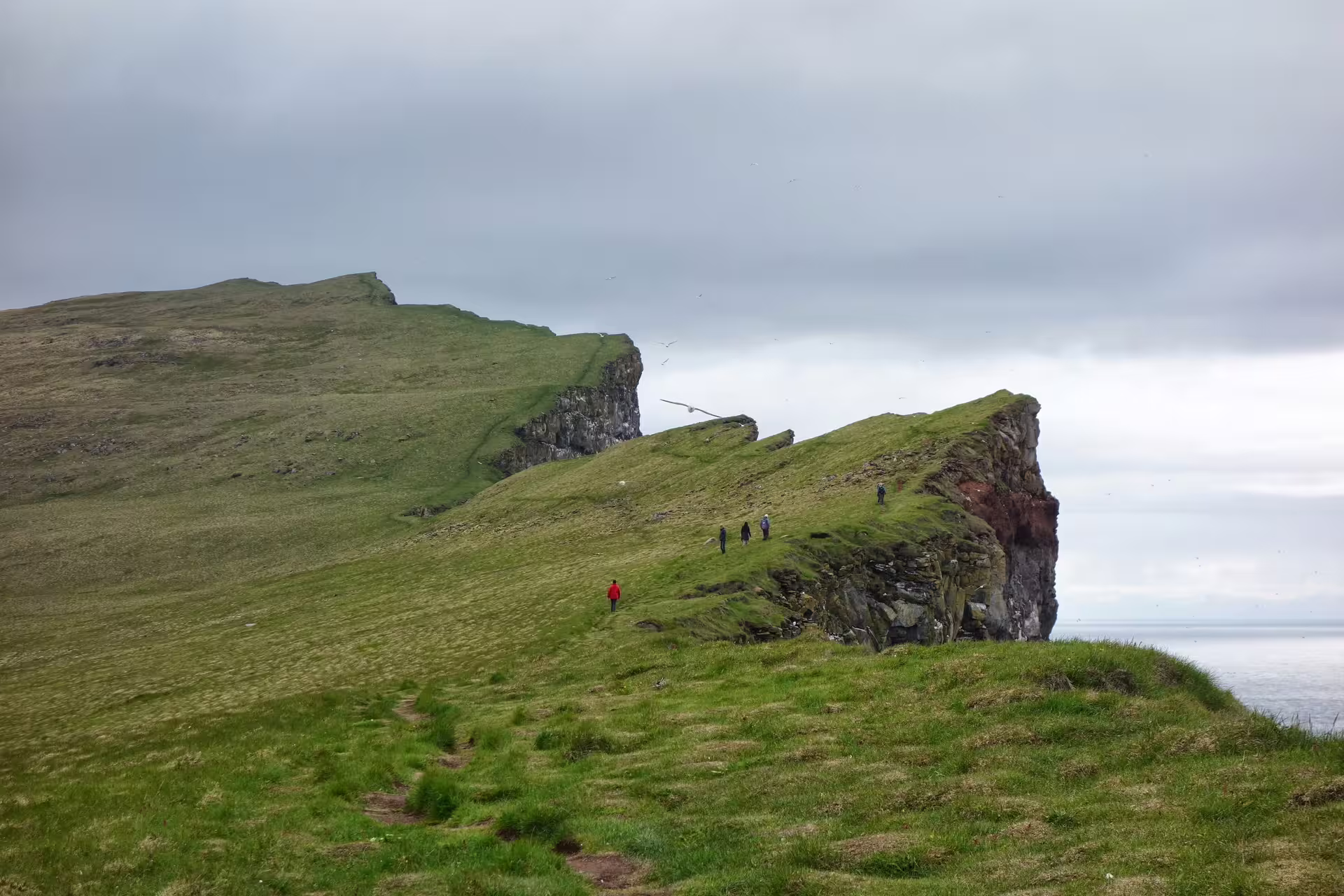 Hikers walking along green coastal cliffs in Iceland on an overcast day with ocean views