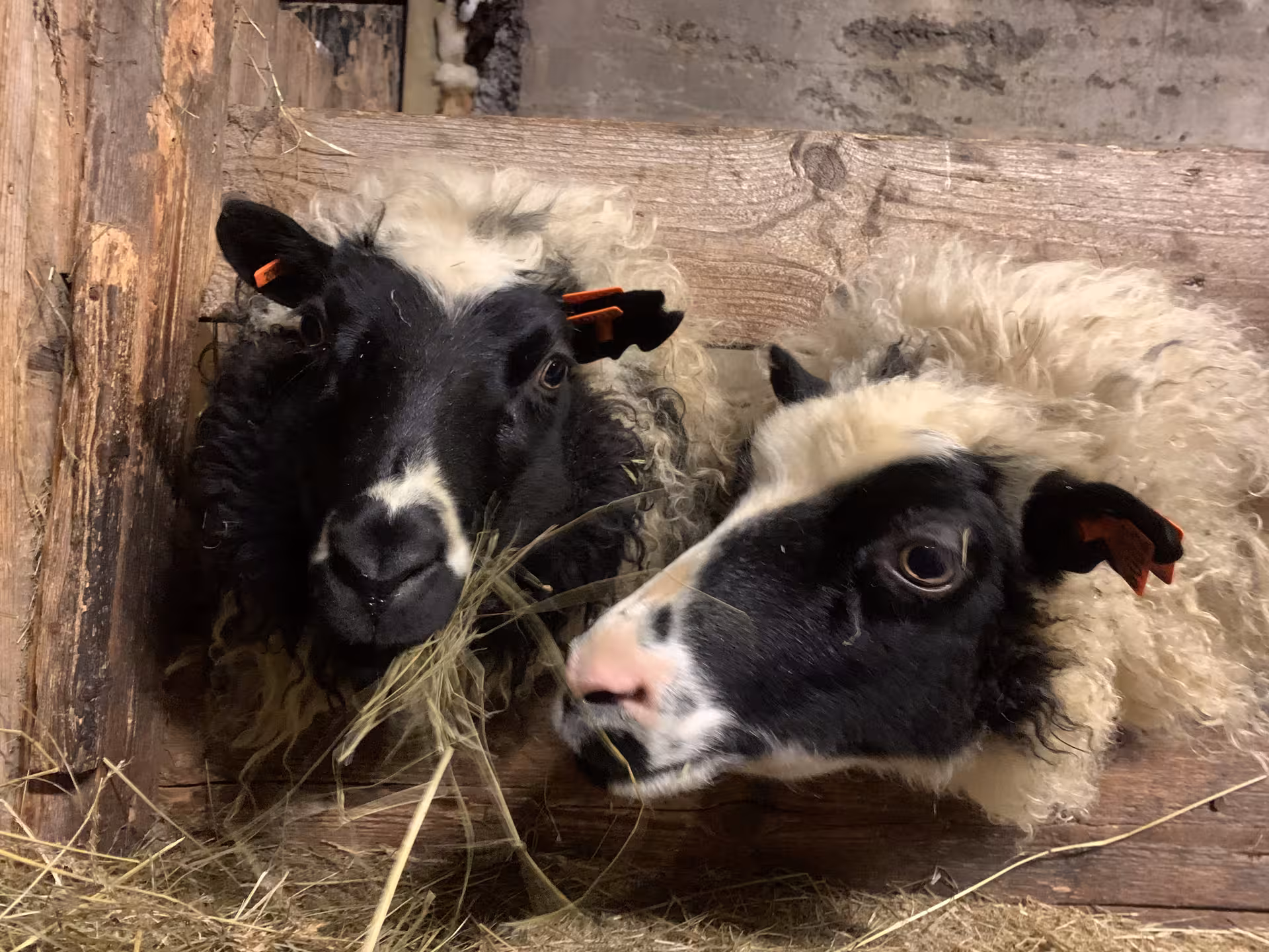 Two black and white sheep with ear tags eating hay in an Icelandic farm barn
