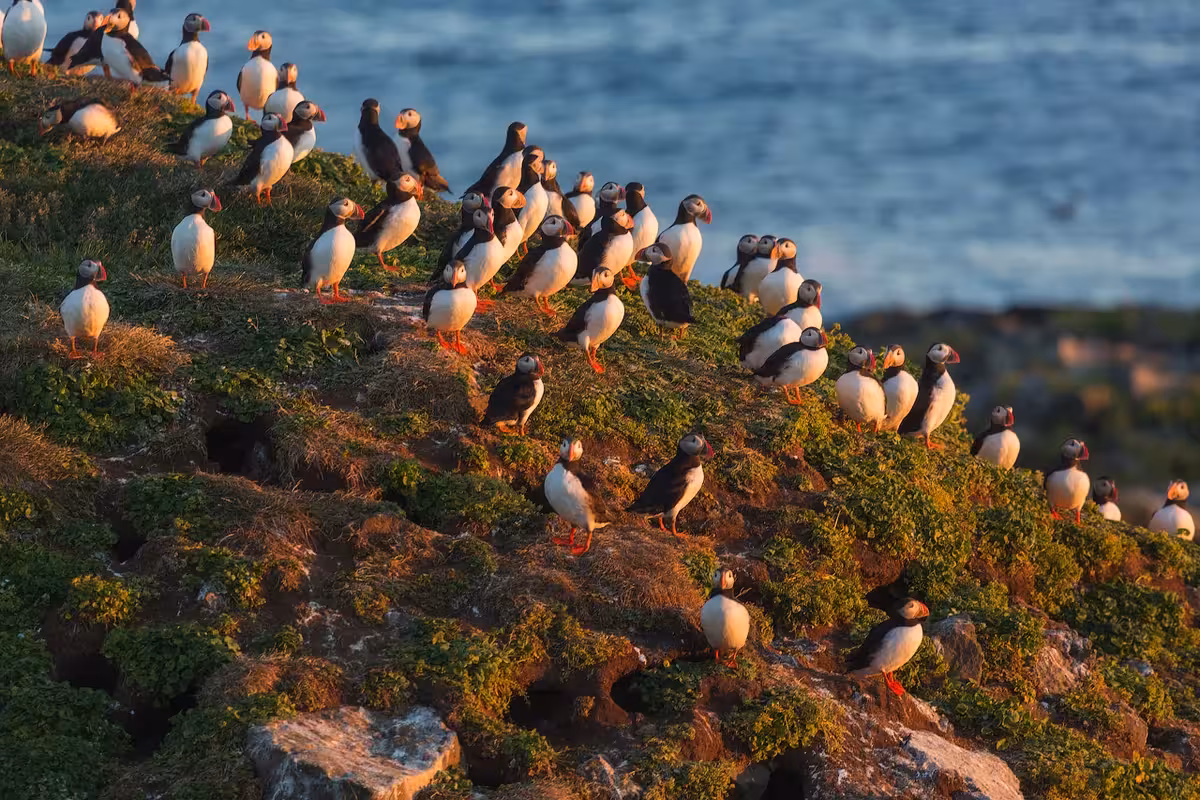 Large colony of Atlantic puffins gathered on rocky coastal cliffs in Iceland at golden hour