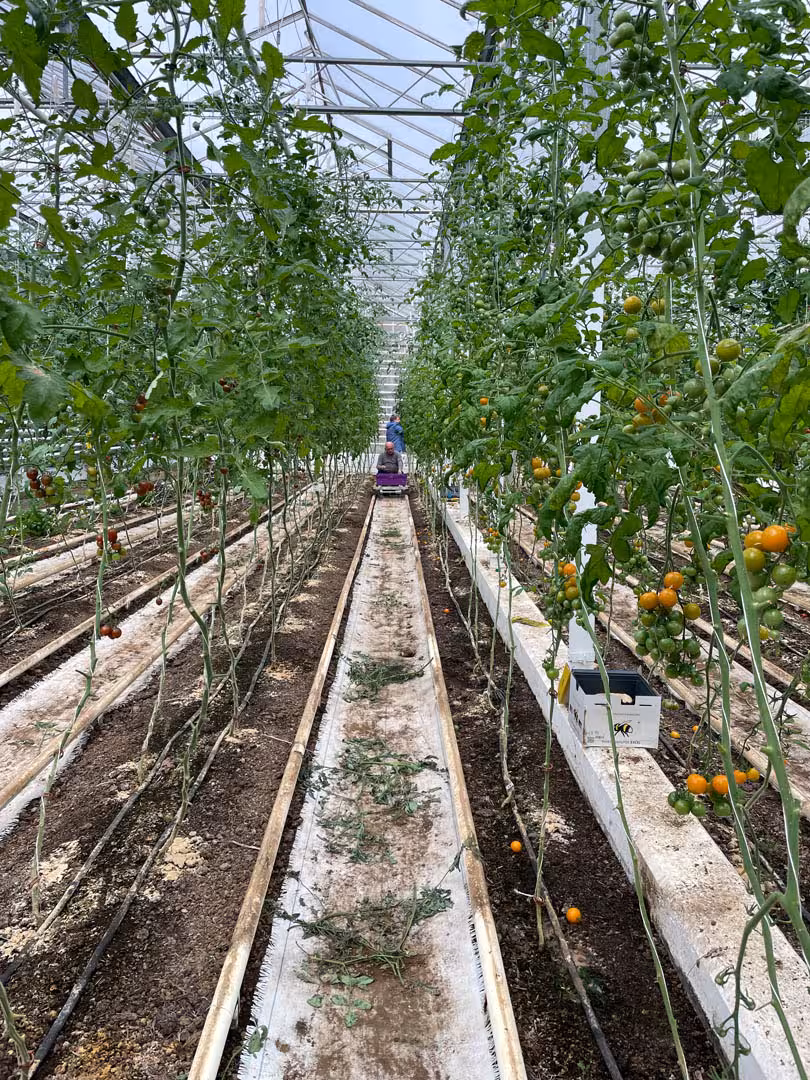 Geothermal greenhouse with lush tomato plants growing in Iceland visited on Golden Circle private day tour from Reykjavik