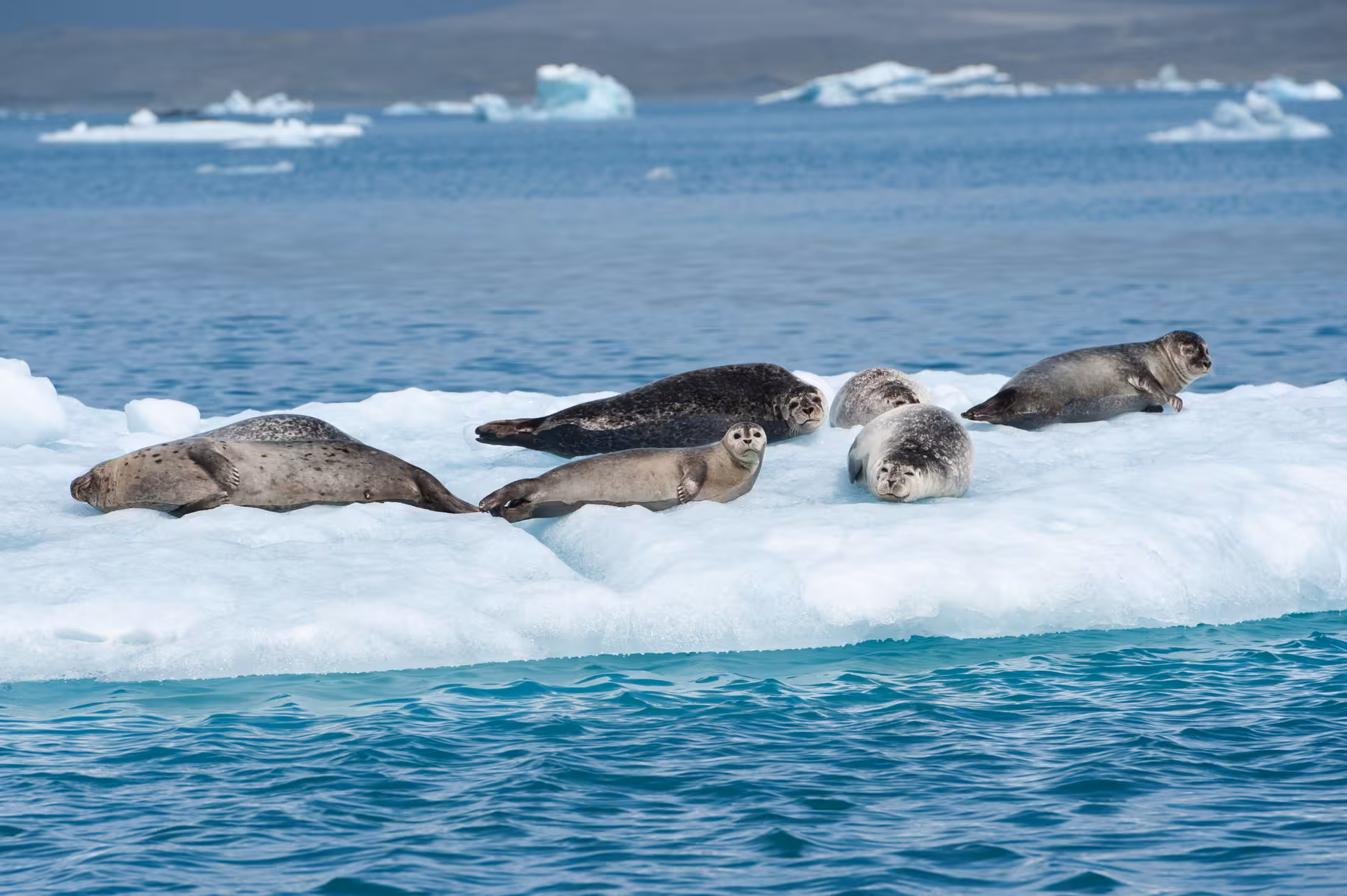 Seals lounging on a floating ice sheet in Iceland's tranquil Glacier Lagoon, surrounded by blue waters.