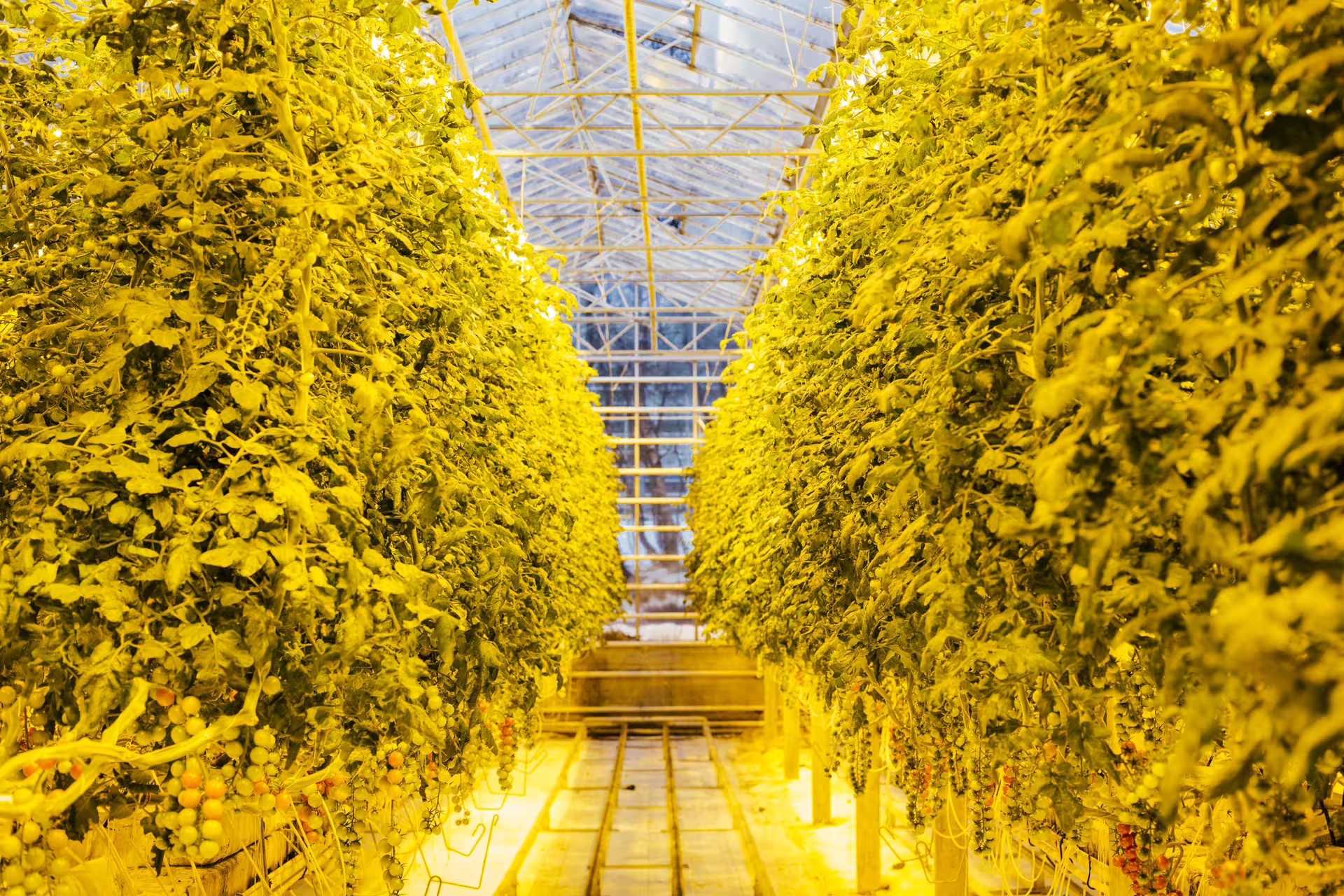 Lush tomato plants growing in rows inside a yellow-lit greenhouse in Iceland