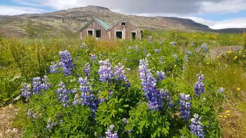 Purple lupine flowers blooming in front of a rustic Icelandic farmhouse with mountains in background