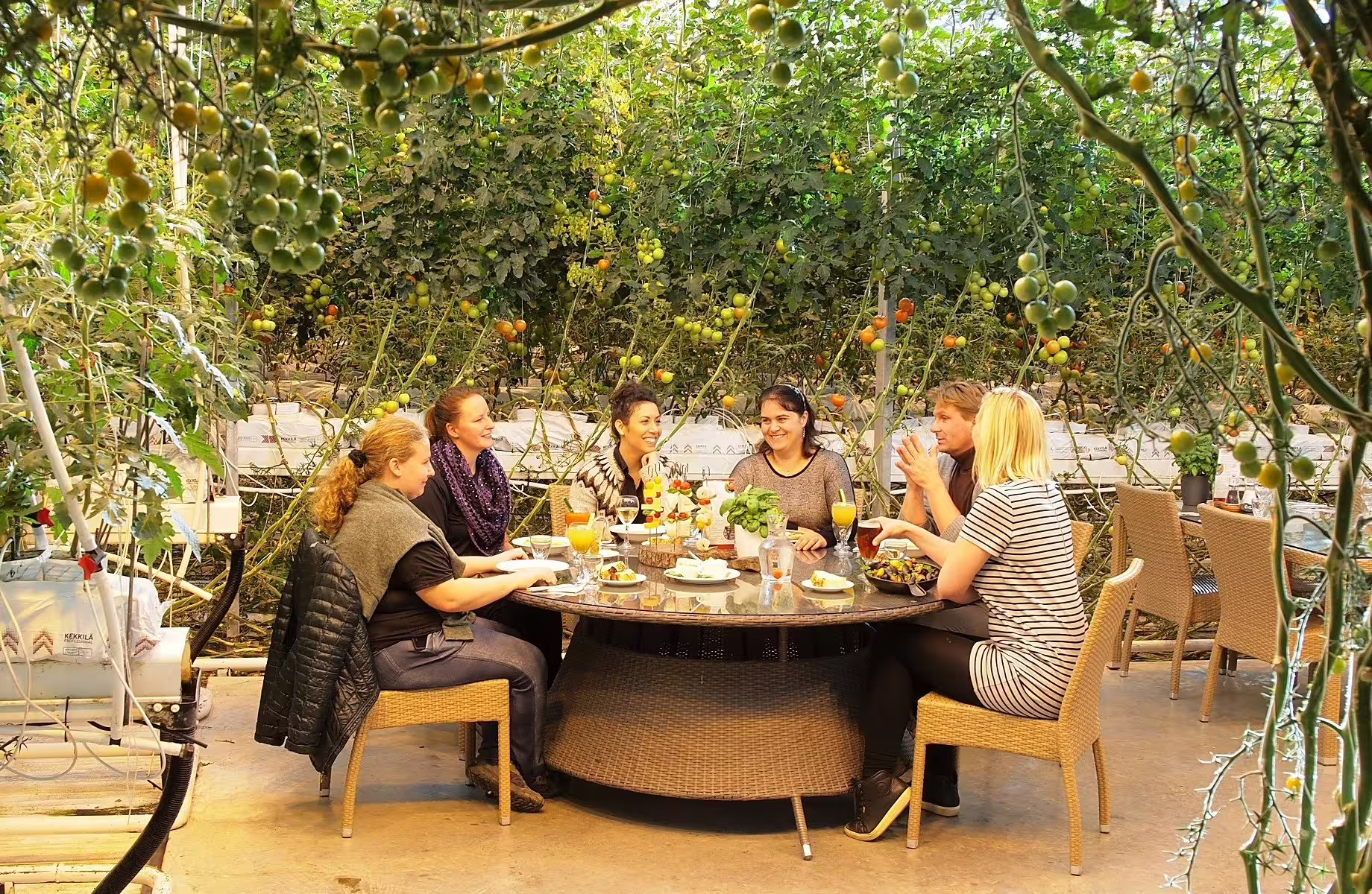 Group of people dining at a round table surrounded by tomato plants in an Icelandic greenhouse