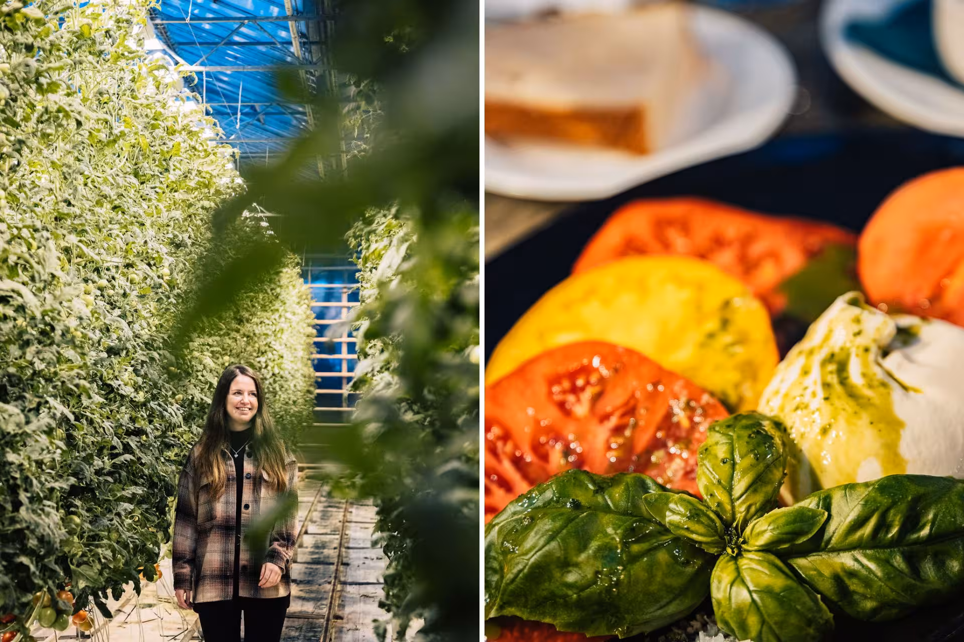 Woman in Iceland greenhouse with tomato plants beside a fresh caprese salad with basil