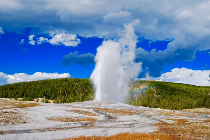 Powerful geyser erupting with steam against blue sky surrounded by pine forest in Iceland