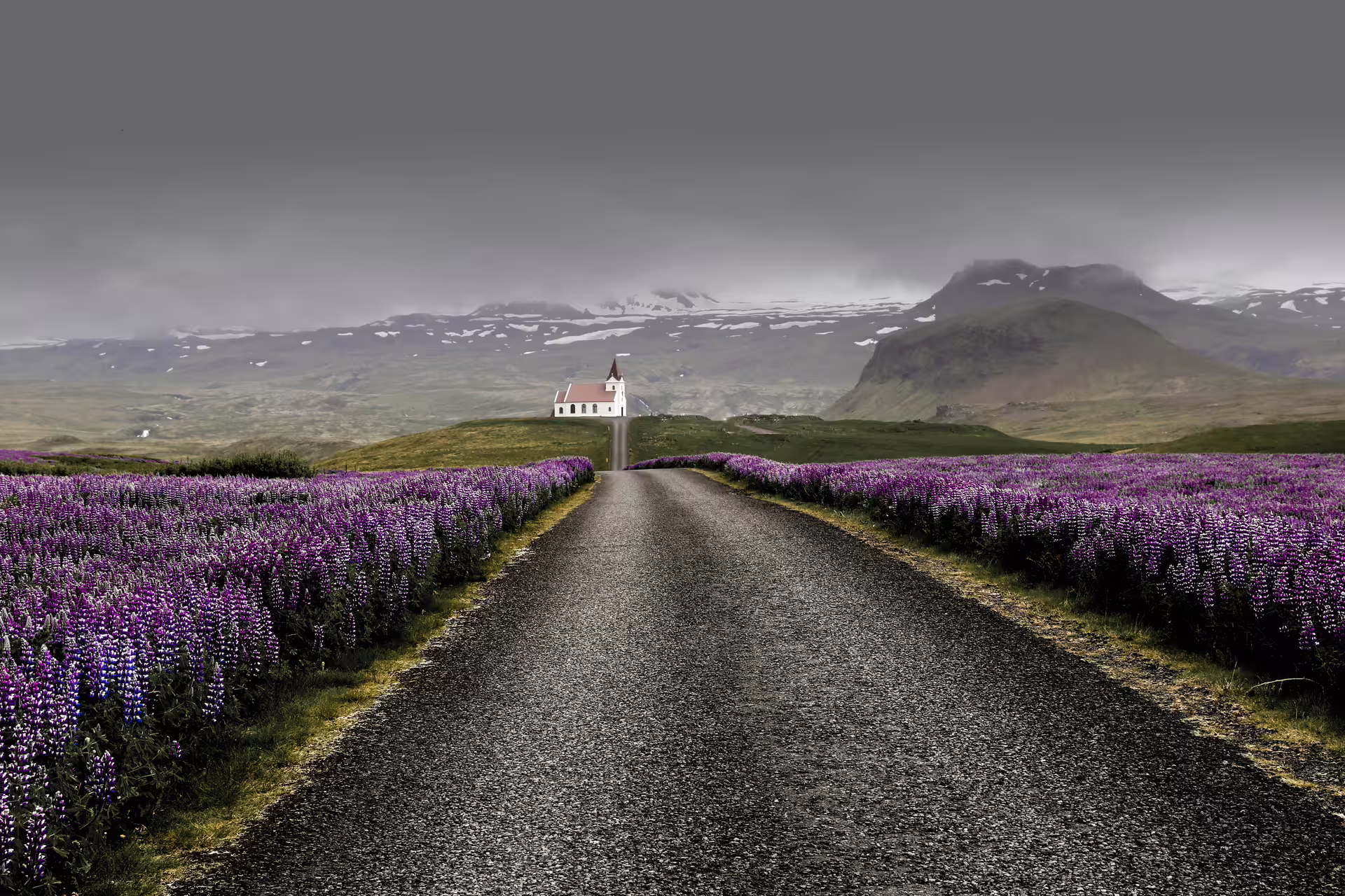 Narrow road through purple lupine fields leading to a white church with snow-capped Icelandic mountains behind