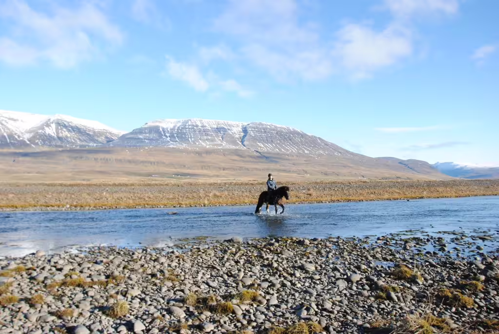 Rider on dark horse crossing glacial river with snow-capped mountains in Iceland