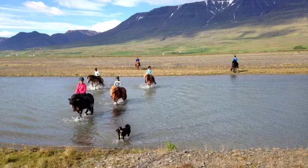 Riders on Icelandic horses crossing a glacial river delta with mountains in background