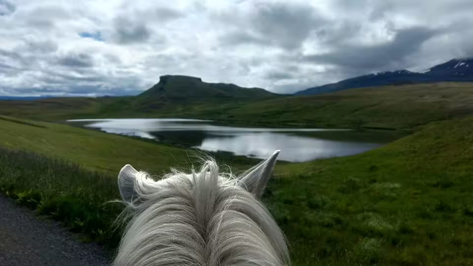 View between white horse ears overlooking a calm lake and flat-topped green mountain in Iceland