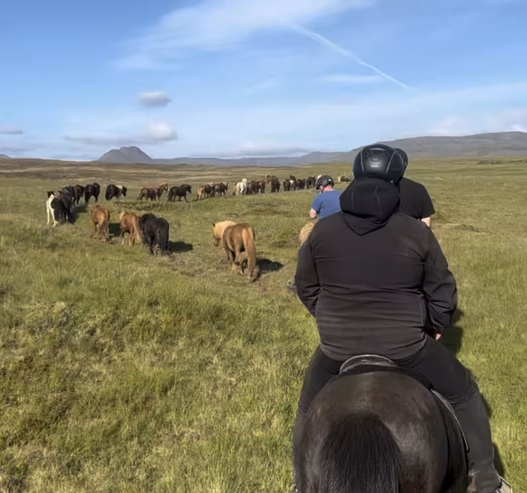 Riders follow a herd of Icelandic horses across green countryside on a 1 hour horseback riding tour
