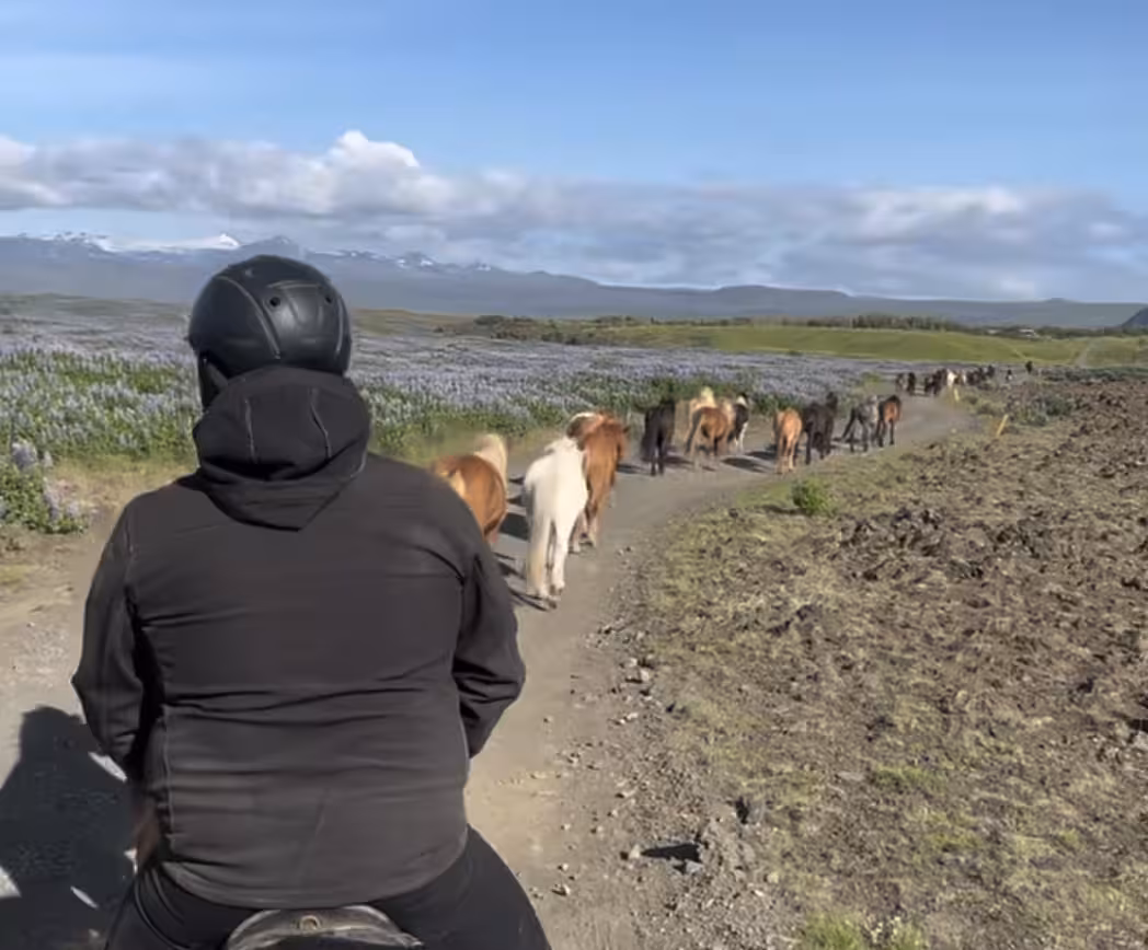 1 hour Iceland horse riding tour on a country trail, riding behind a herd with mountains in the distance