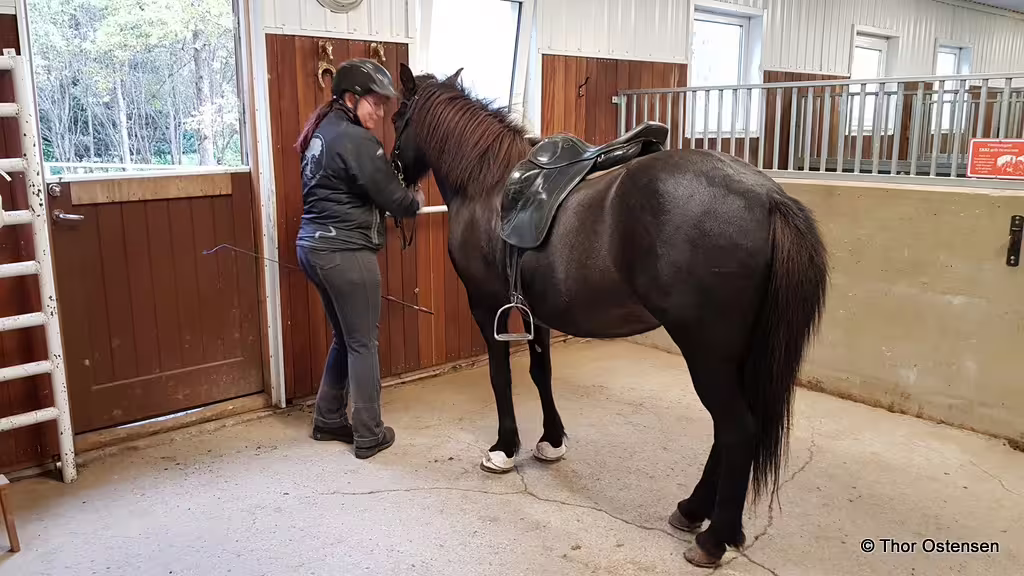 Rider in helmet preparing dark horse with saddle inside Iceland stable