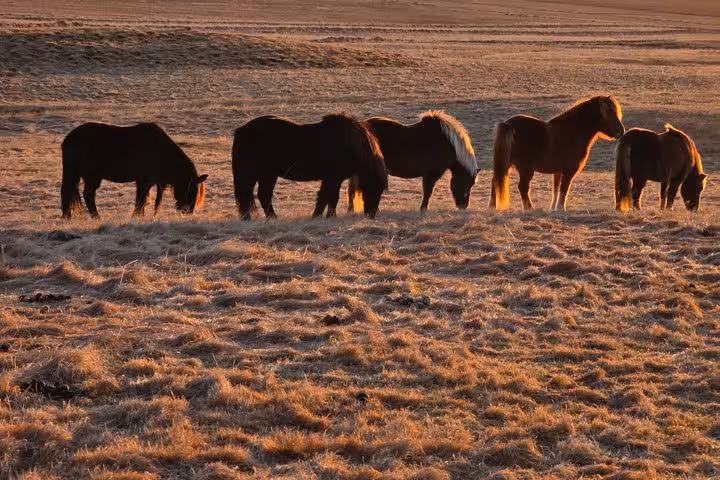 Horses grazing on golden grasslands at sunset during Iceland South Coast tour