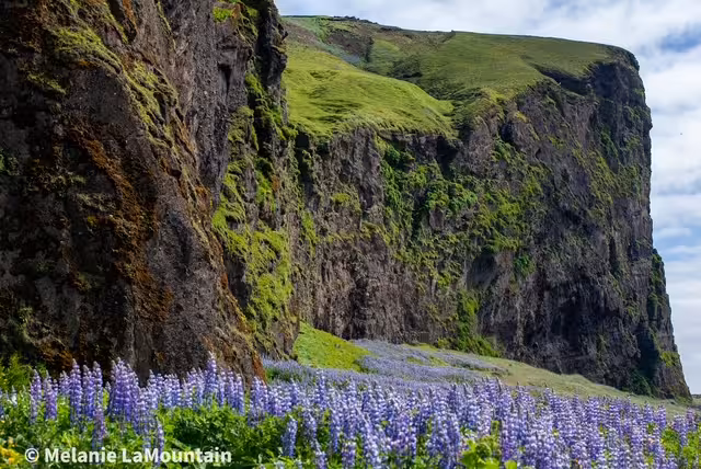 Purple lupine flowers blooming at the base of dramatic green moss-covered cliffs in Iceland