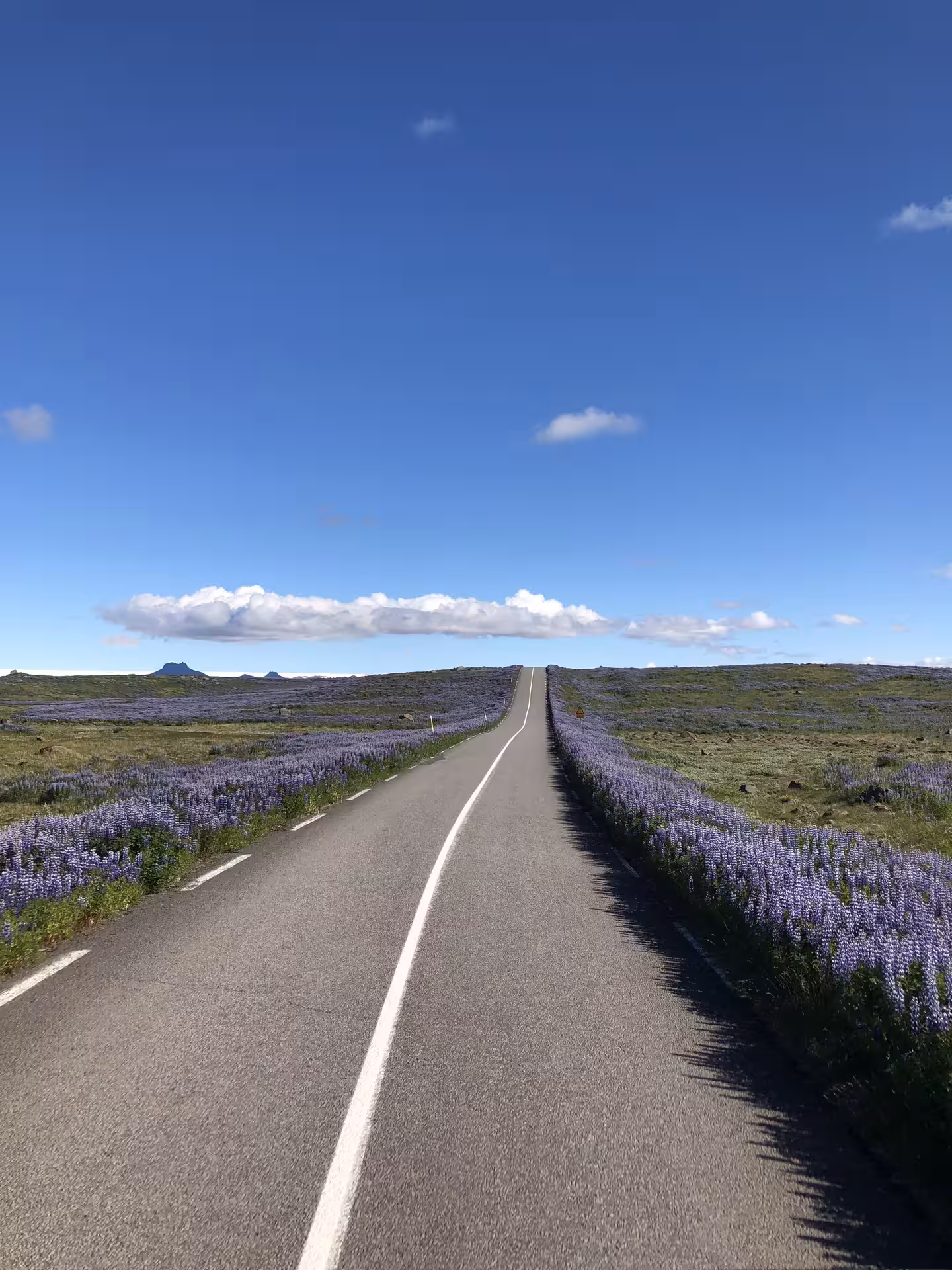 Scenic Iceland road lined with purple lupine flowers on a Golden Circle private day tour from Reykjavik