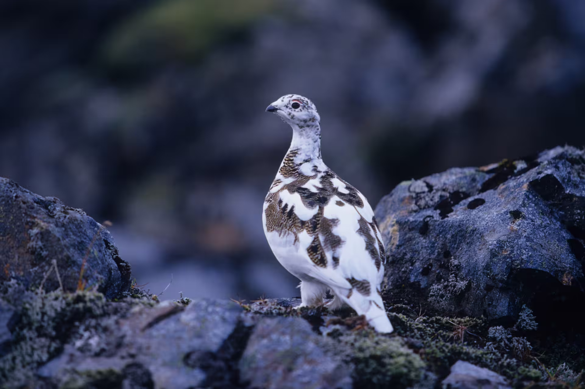 White and brown ptarmigan bird perched on rocky terrain in Iceland