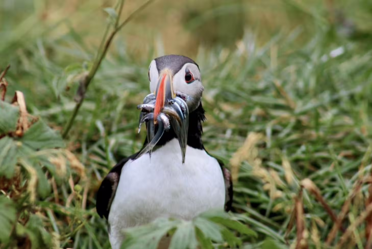 Atlantic puffin holding multiple small fish in its colorful beak among green grass in Iceland
