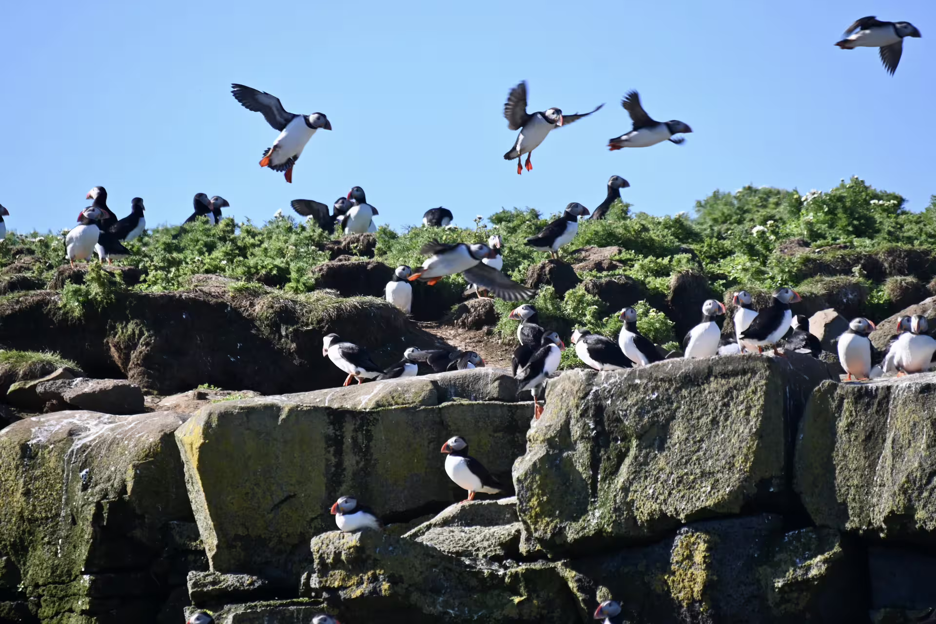 Large colony of Atlantic puffins perched on rocky cliffs and flying above green vegetation in Iceland