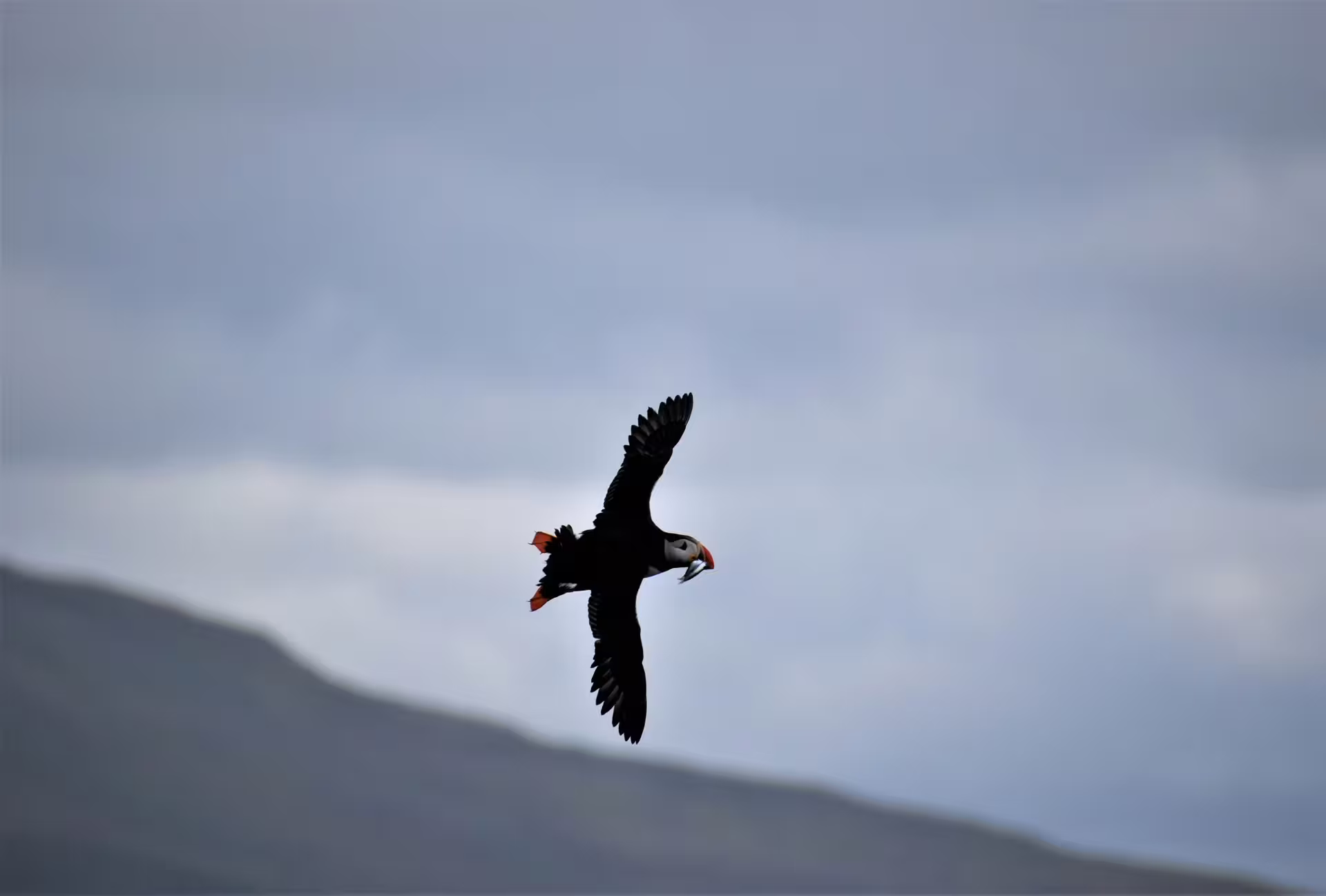 Iceland puffin soaring over misty hills carrying fish on a Reykjavik puffin watching boat tour