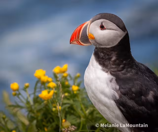 Atlantic puffin with colorful beak perched among yellow wildflowers in Iceland